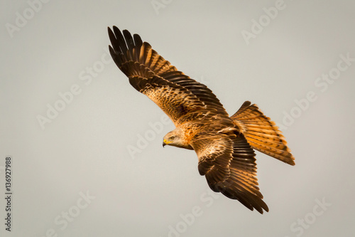 Awesome bird of prey in flight