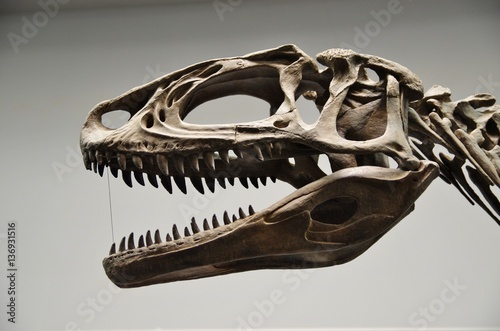 肉食恐竜の頭部骨格