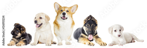 set dogs on a white background