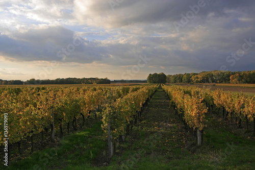 weingarten im herbst, dunkle wolken