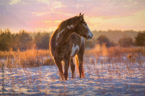 Red piebald horse runs on snow on sunset background