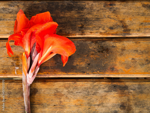 Red Canna flower on wooden background