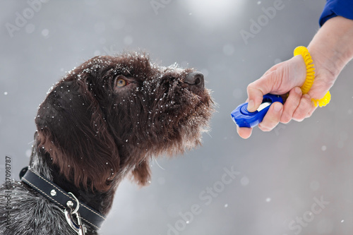 young hunting dog and hand with clicker
