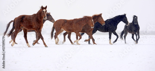 im Trab durch den Schnee, kleine Pferdeherde läuft durch verschneite Landschaft