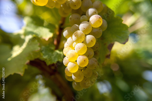 Riesling in autumn harvest