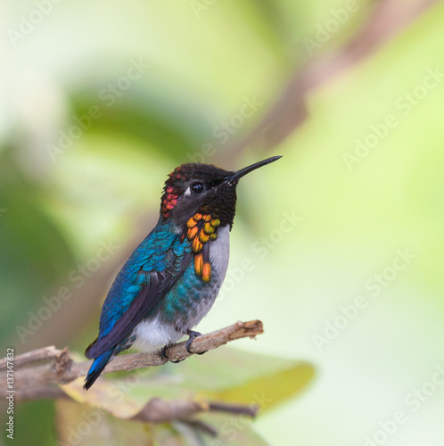 Bee Hummingbird