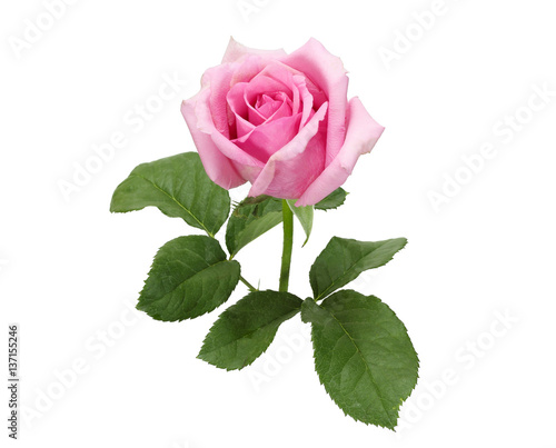 Beautiful pink rose and leaves isolated on white background