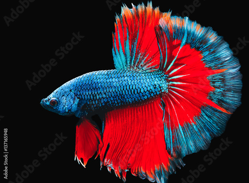 While motion capture fish interbreeding "Half Moon" are blue and red. Isolated on a black background.