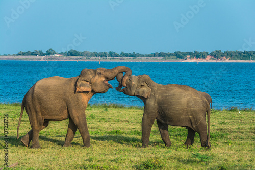 Herd of elephants at the waterhole in Minneriya national park Sri Lanka