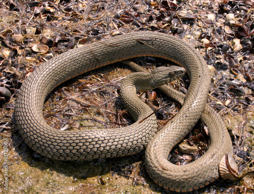 Water snake on the hunt on the shore