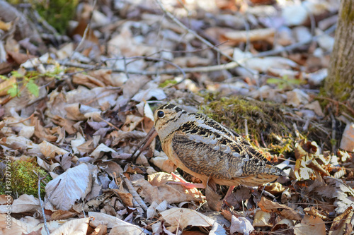 American woodcock on the forest floor