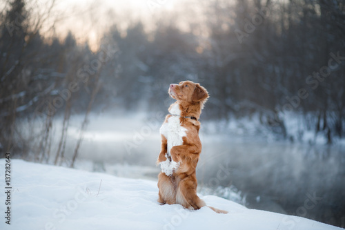 Dog Nova Scotia Duck Tolling Retriever, outdoors in the winter, snow,