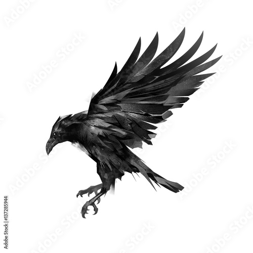 drawing a sketch of a flying black crow on a white background