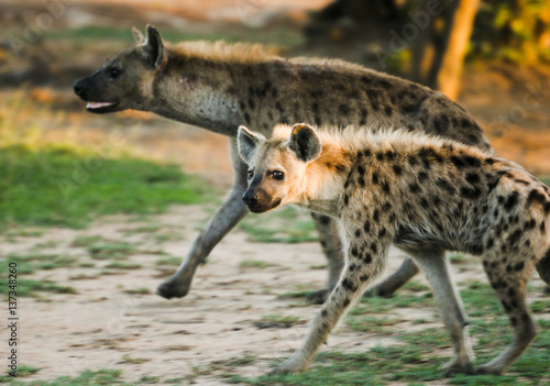 Hyena Cub, Umfolozi, South Africa - Young hyena slinking away looking at the camera