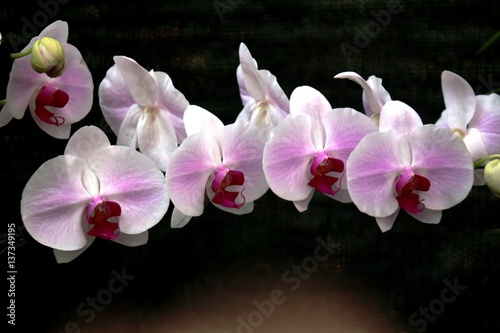orchid white colombia tropical flowers group