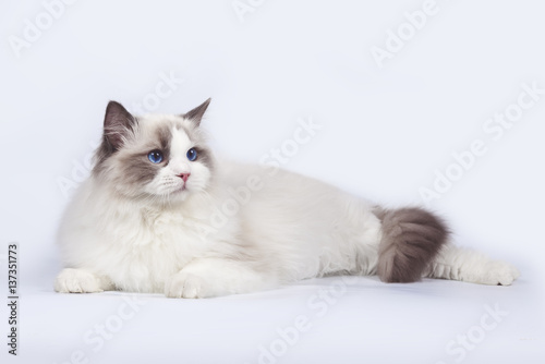 Beautiful cat ragdoll with blue eyes on white background.