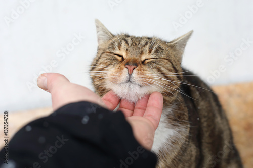 Happy cat is pleased with hand stroking 