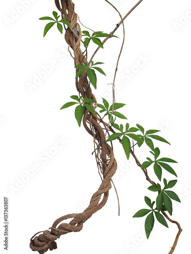 Twisted big jungle vines with leaves of wild morning glory liana plant isolated on white background, clipping path included.