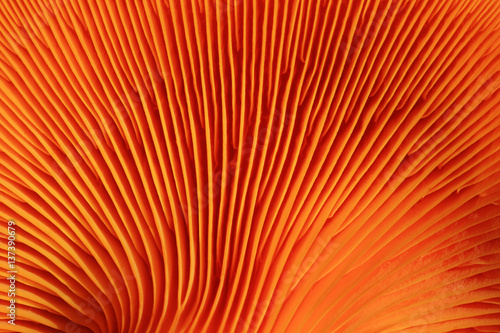 orange mushroom gills