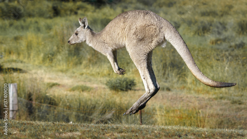 Flying Kangaroo