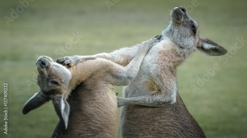 Boxing Kangaroo