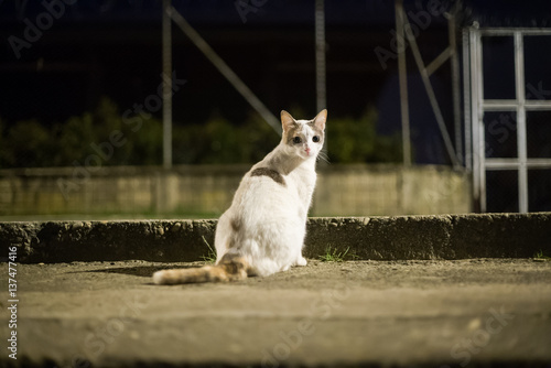 gatos en la noche