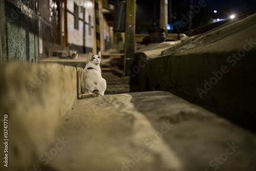 gatos en la noche