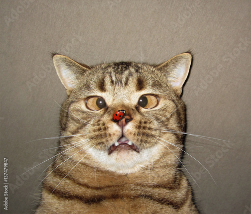 The ladybug settles on nose of a cat. He is surprised by this. He got a funny look in his eye.