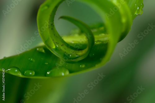 Leaf macro background of green pattern and texture