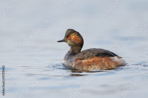 Black-necked grebe (Podiceps nigricollis) swimming in water, the Netherlands