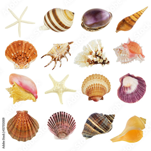 Collection of various seashells, isolated on white background. 