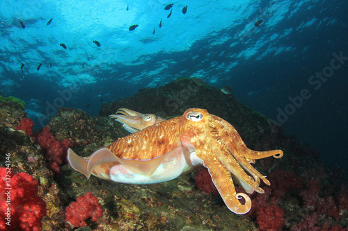 Pharaoh Cuttlefish pair