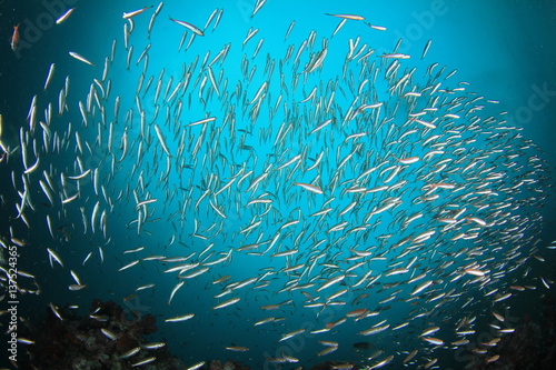 Sardines fish in ocean