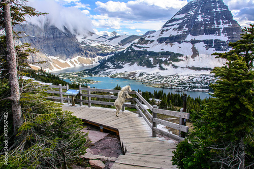 Mountain Goats and Hidden lake, Glacier National Park, Montana USA