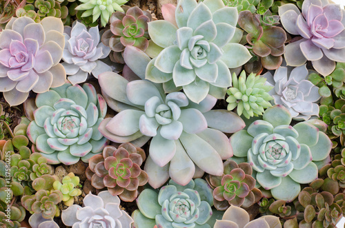 Group of cactus in a pot