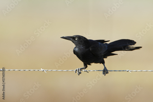 Great-tailed grackle (Quiscalus mexicanus) male on wire, Bolivar peninsula, Texas, USA