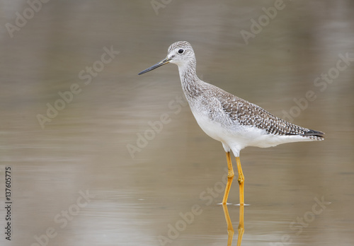 Lesser yellowlegs (Tringa flavipes) standing in water, Cabo Rojo Salt Flats, Puerto Rico