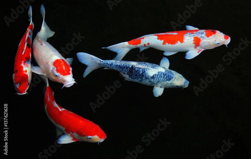 koi