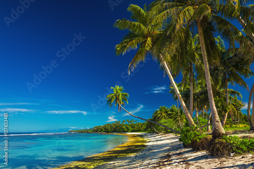 Tropical beach on Samoa Island with coconut palm trees