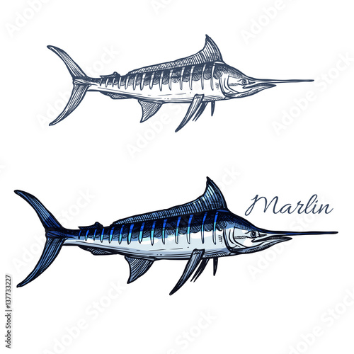 Marlin fish vector isolated sketch icon