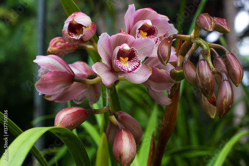 Pink Cymbidium in pot. Flower and bud of orchid