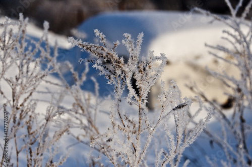 Frozen herbs, winter background