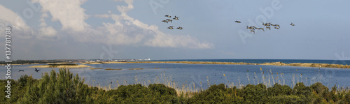 flora i fauna w oazie piasku z dzikimi gęsi piękna panorama