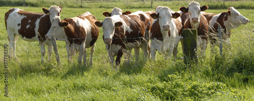 zeven koeien staan nieuwsgierig te kijken achter het hek