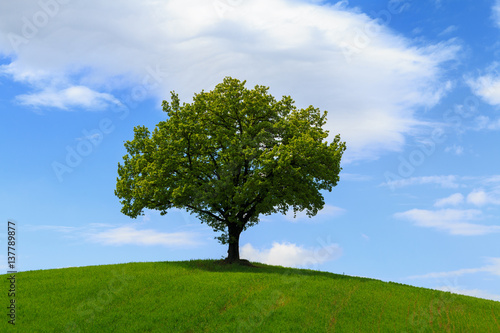 Tuscany landscape, beautiful green hills and lonely tree springtime