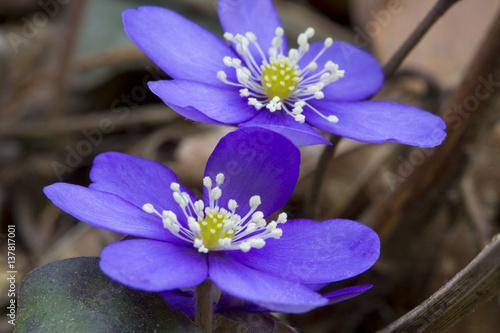 Leberblümchen