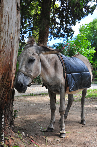 a donkey tethered to tree Abkhazia 2016, July