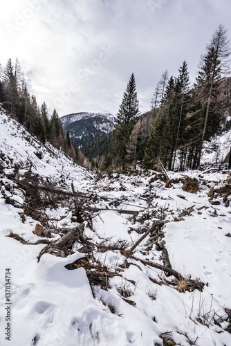 Tree trunks emerge from the snow. Winter mountain landscape in Val di Rabbi, Trentino Alto Adige