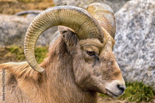 Rocky Mountain Sheep