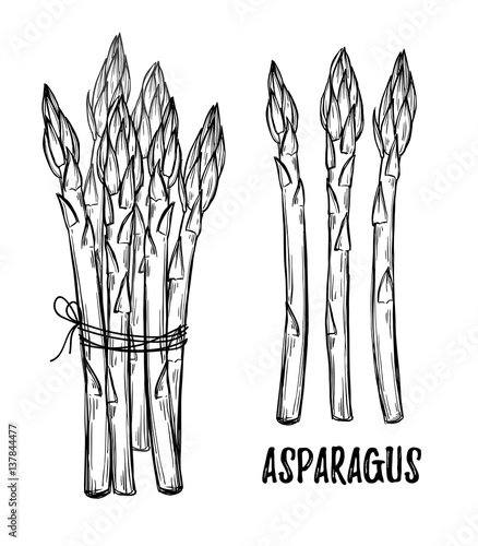 Hand drawn vector illustrations - asparagus collection. Design elements in sketch style. Perfect for posters, packing, restourant menu, brochures, flyers